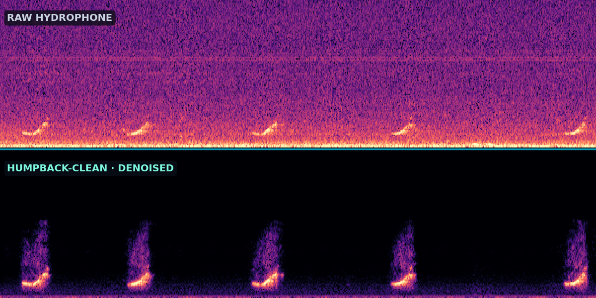 The same hydrophone recording shown twice on one color scale: above, five faint humpback calls buried in a wash of broadband noise; below, the denoised version with the noise stripped away and the five calls standing crisp and clear.